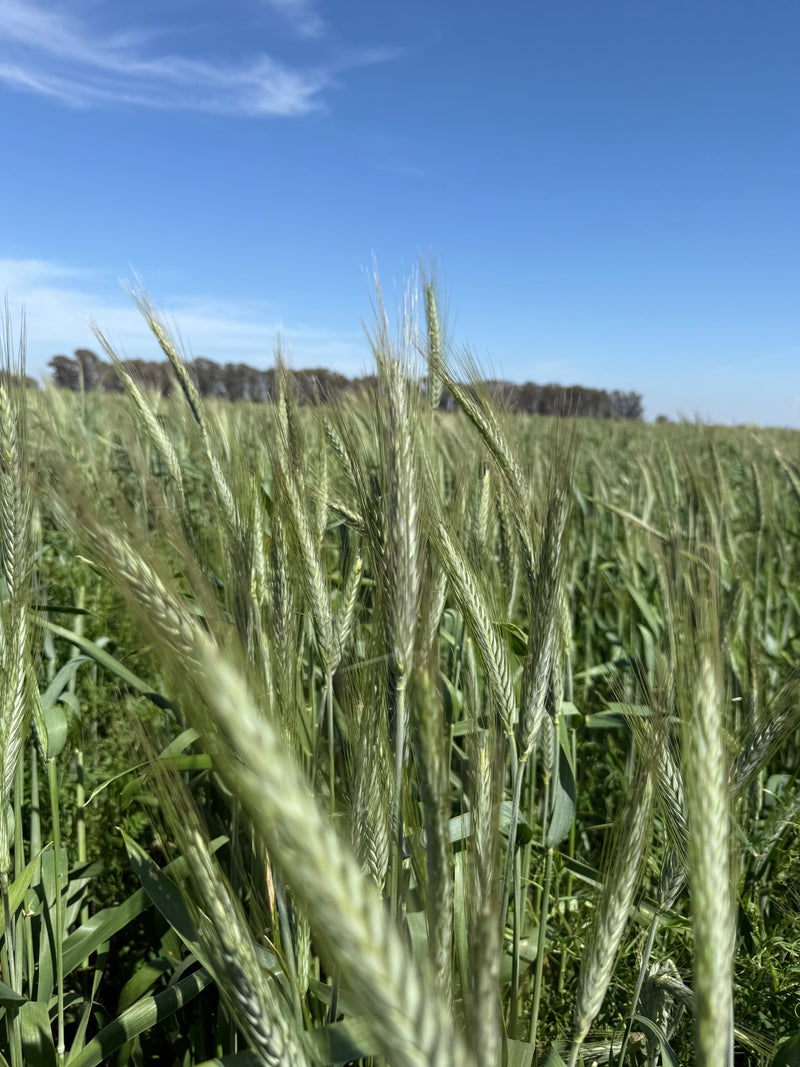 Pasturas