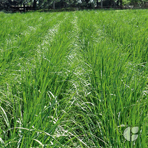Agropiro Alargado