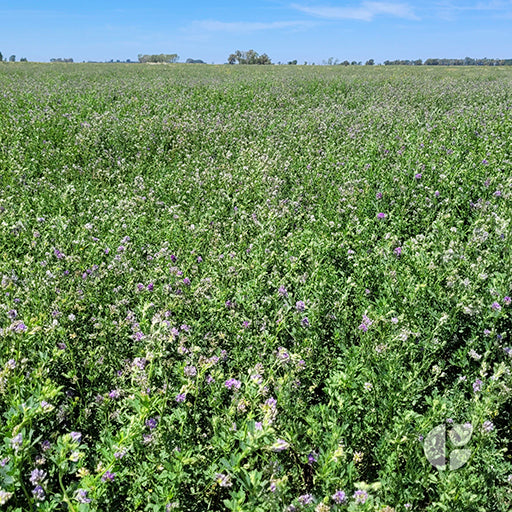 Alfalfa Armona 5