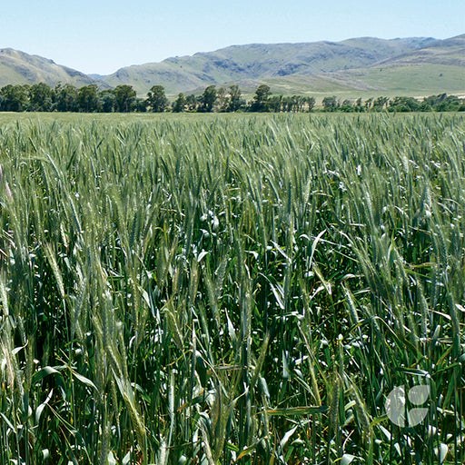 Triticale Ona INTA
