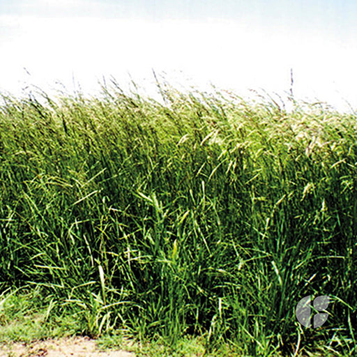 Festuca Alta Vegas