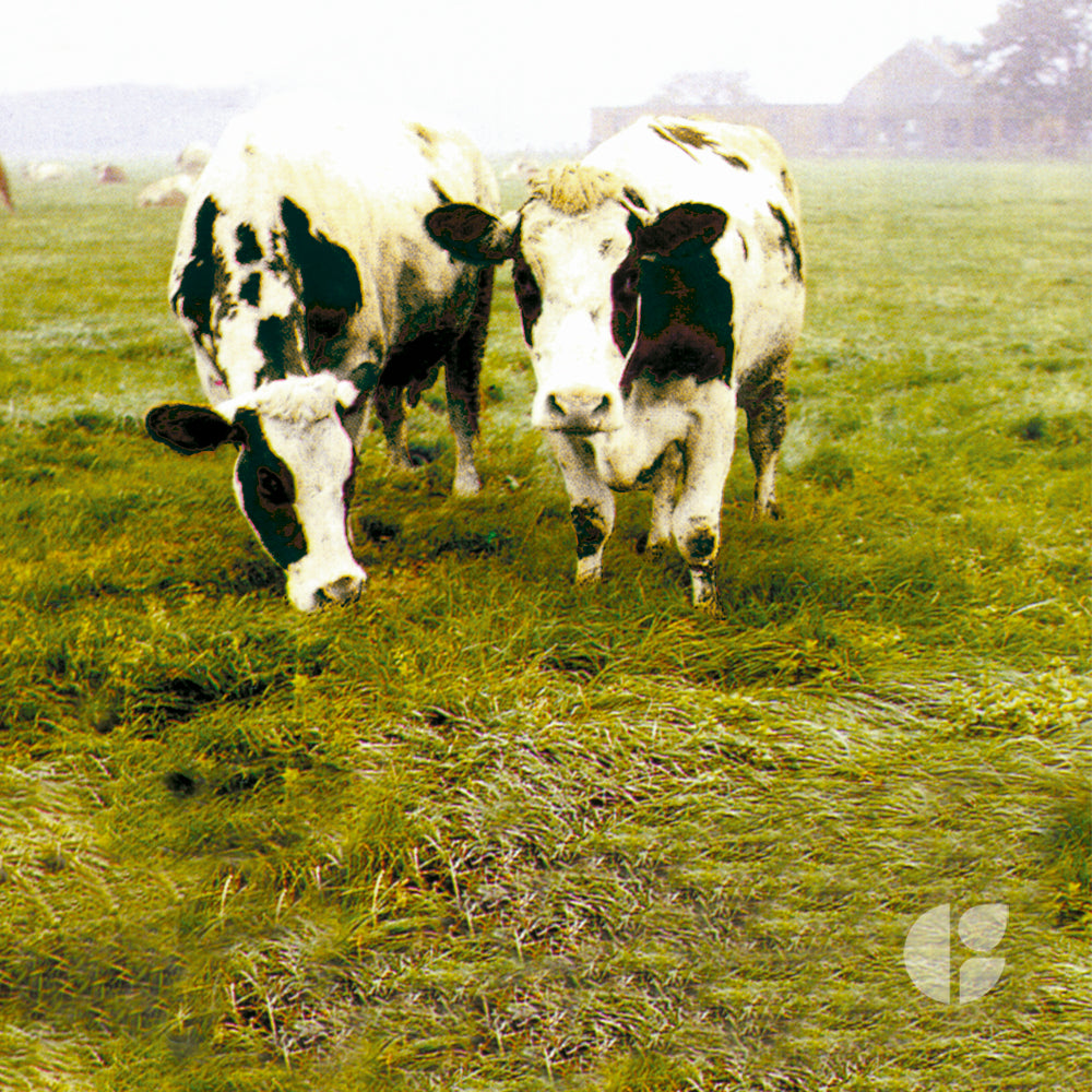 Raigrás Anual Tetraploide Macho