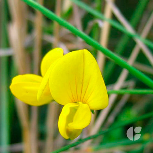 Lotus Tenuis