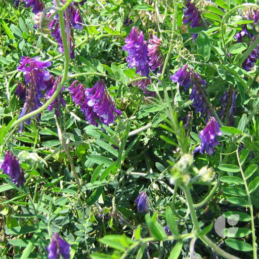 Vicia Villosa