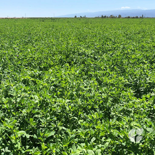 Alfalfa Brava GS