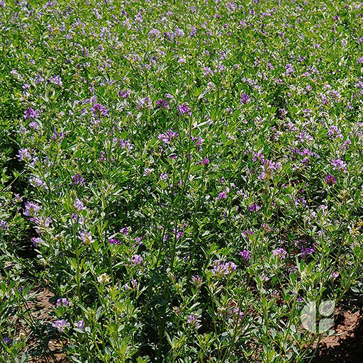 Alfalfa Armona 2