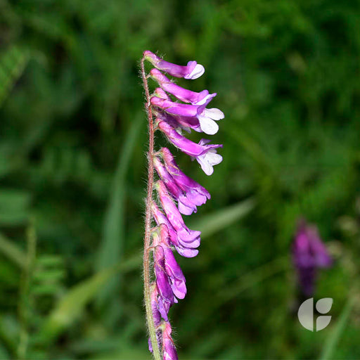 Vicia Villosa