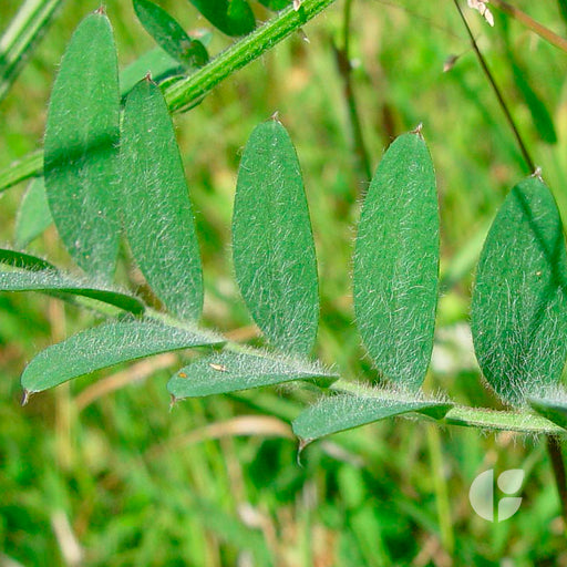 Vicia Villosa