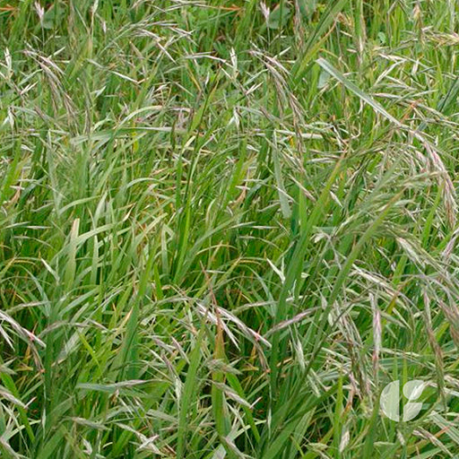 Cebadilla Criolla Sureña Don Humberto
