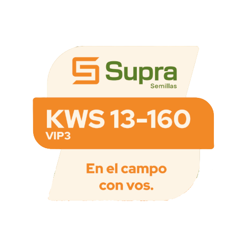 Maíz KWS 13-160 VIP3