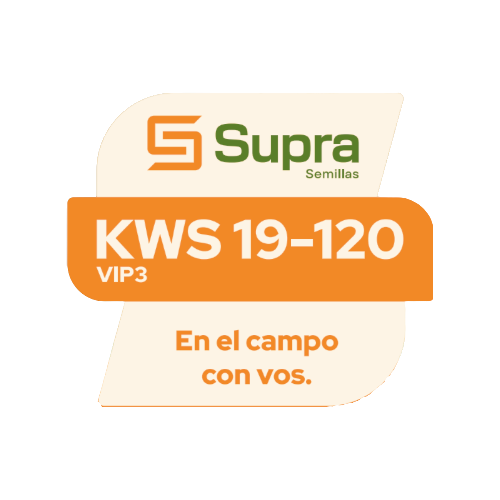 Maíz KWS 19-120 VIP3