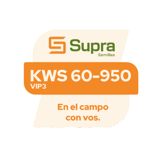 Maíz KWS 60-950 VIP3
