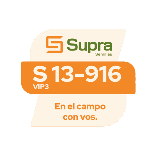 Maíz S 13-916 VIP3
