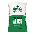 Alfalfa WL1058