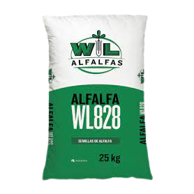 Alfalfa WL828