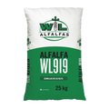 Alfalfa WL919