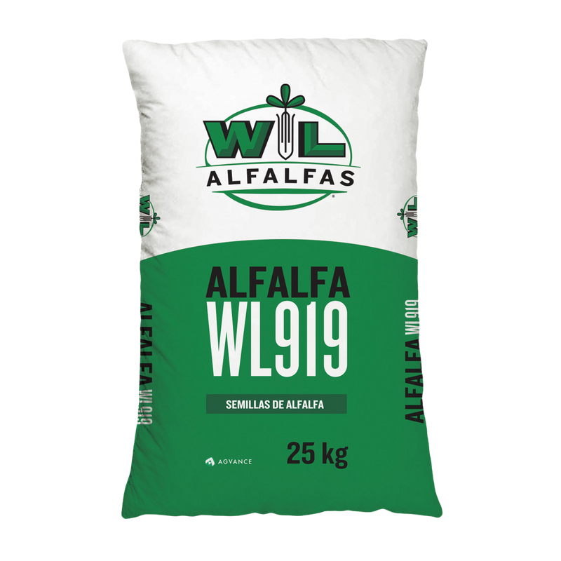 Alfalfa WL919