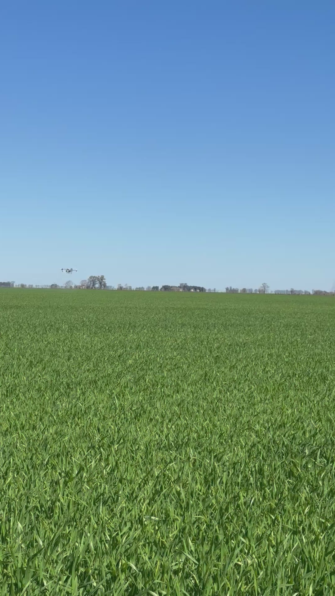 Alfalfa Armona 3