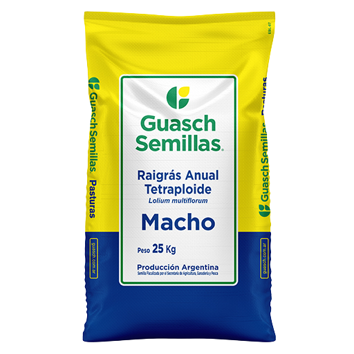 Raigrás Anual Tetraploide Macho